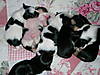puppies_poppyalfie_008.JPG