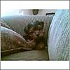 puppy21.jpg