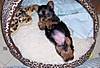 puppy_007.jpg