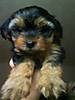 puppy_4.JPG