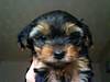 puppy_5.JPG