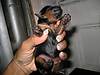 puppy_in_hand.jpg