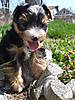 pups_outside3_006.jpg