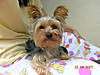recent_dog_pics_051.jpg