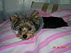 recent_dog_pics_064.jpg