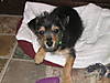 rudy_13_weeks_002.jpg