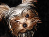 ruthie_closeup.jpg