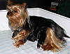 sas_pups5.JPG