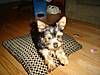 snickers_3m_old_resized_4.jpg