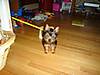 snickers_3m_old_resized_6.jpg