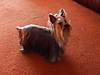 sophie_002-500.jpg