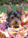 sophie_3.gif