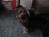 spanky_doodle_looking_cute.JPG
