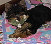 stuffed_toy_.jpg