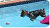 swimmin_rosie.JPG