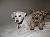 the_dogs_120.jpg