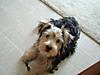 tyke_at_19weeks_600_x_450_.jpg