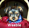 weeble_puppy.jpg