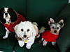widget110908_007.jpg