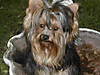 willikers-2005_2.jpg