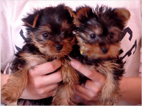 yorkie_puppies1.jpg