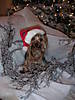 yorkie_xmas_002.jpg