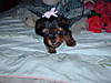 yorkiepups5weeks_004.jpg