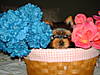 yorkiepups7weeks_003.jpg