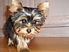 yorkies_025.jpg