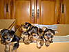 yorkies_4.JPG
