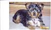zekie_12_weeks_old1.jpg