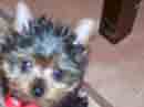 tinooo
