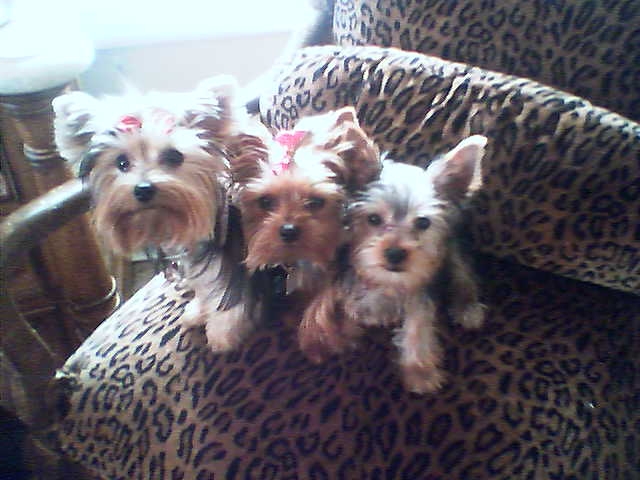 triple_threat