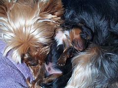 tuckered_out
