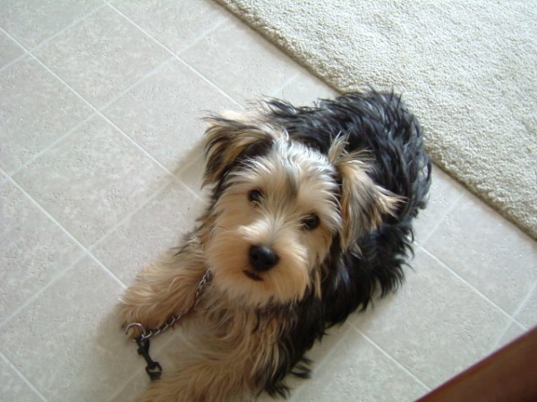 tyke_at_19weeks_600_x_450_