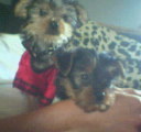 tyson_and_duke