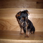 wee_mika