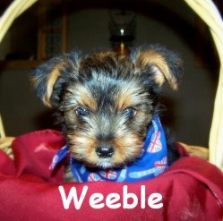 weeble_puppy