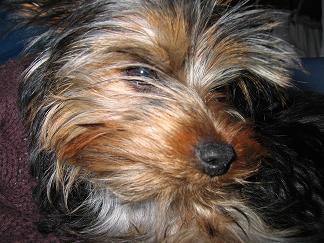 weepuppy
