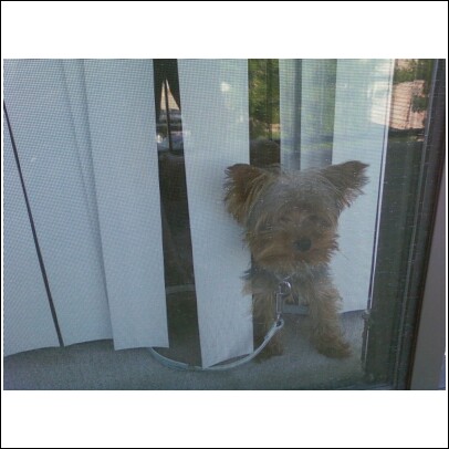 whats_that_milo