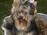 willikers-2005_2