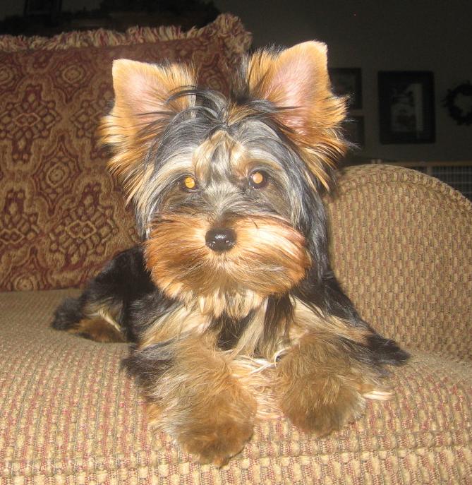 wyatt