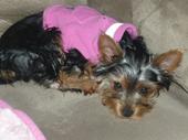 yorkie11