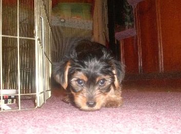 yorkie4