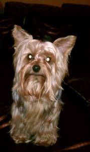 yorkie8