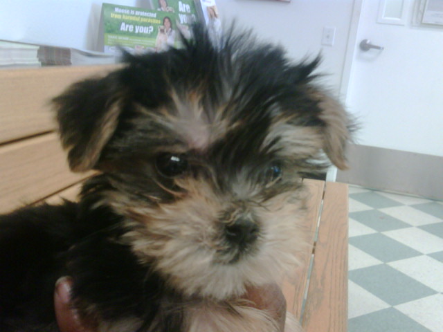 yorkie9