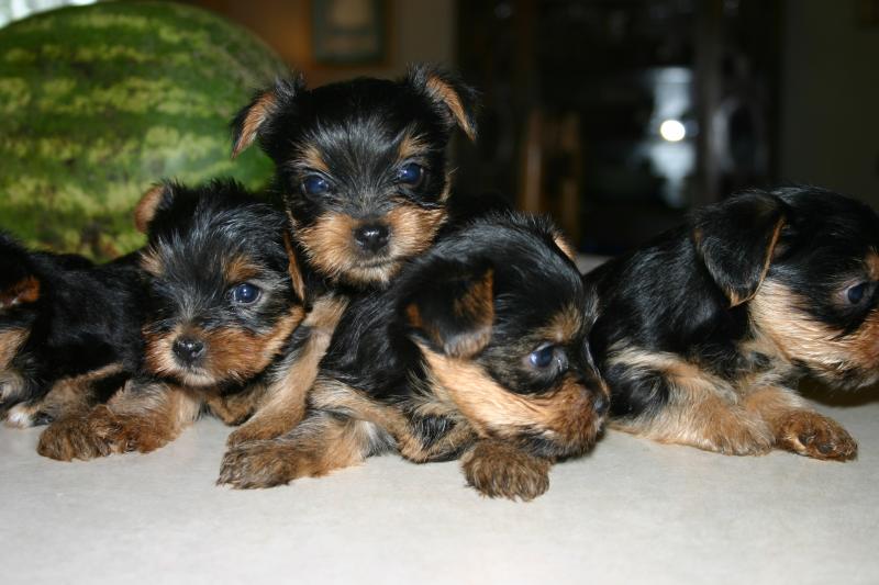 yorkie_puppies