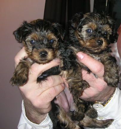 yorkie_pups_cropped
