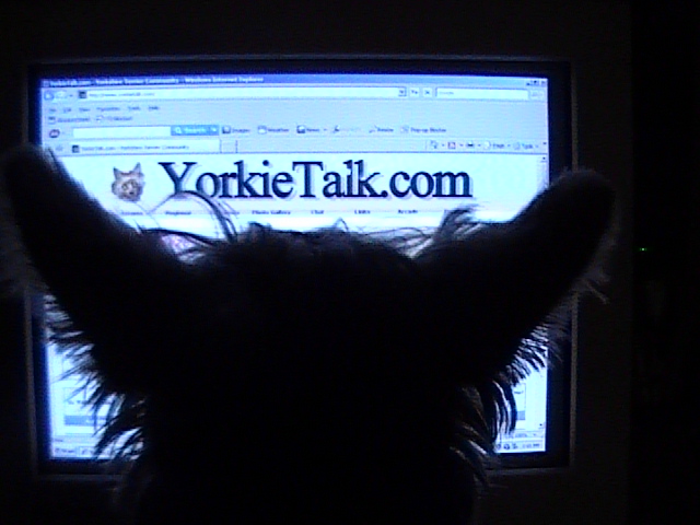 yorkie_talk_023