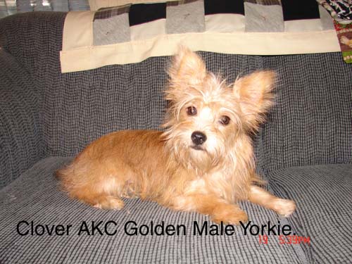 yorkieclovermalepic1